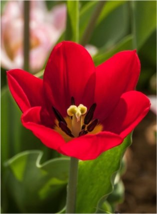 Tulpen in allen Farben und Formen vom Blumen Plank