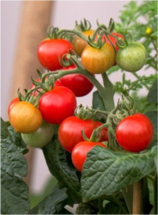 Tomaten-Setzlinge vom Blumen Plank
