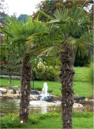 Kübelpflanze Palmen vom Blumen Plank