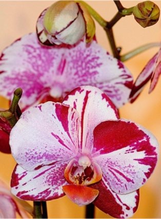 Orchideen in vielen Farben und Formen vom Blumen Plank